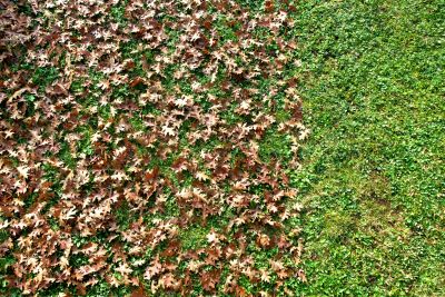 Cleaned Lawn in Autumn